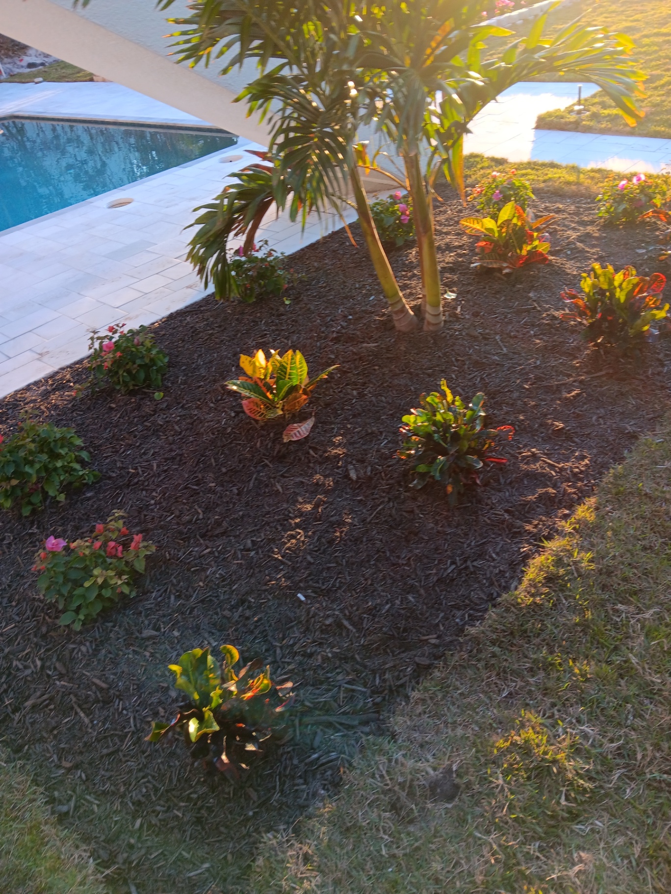 Poolside landscaping with crotons and flowering plants in fresh mulch