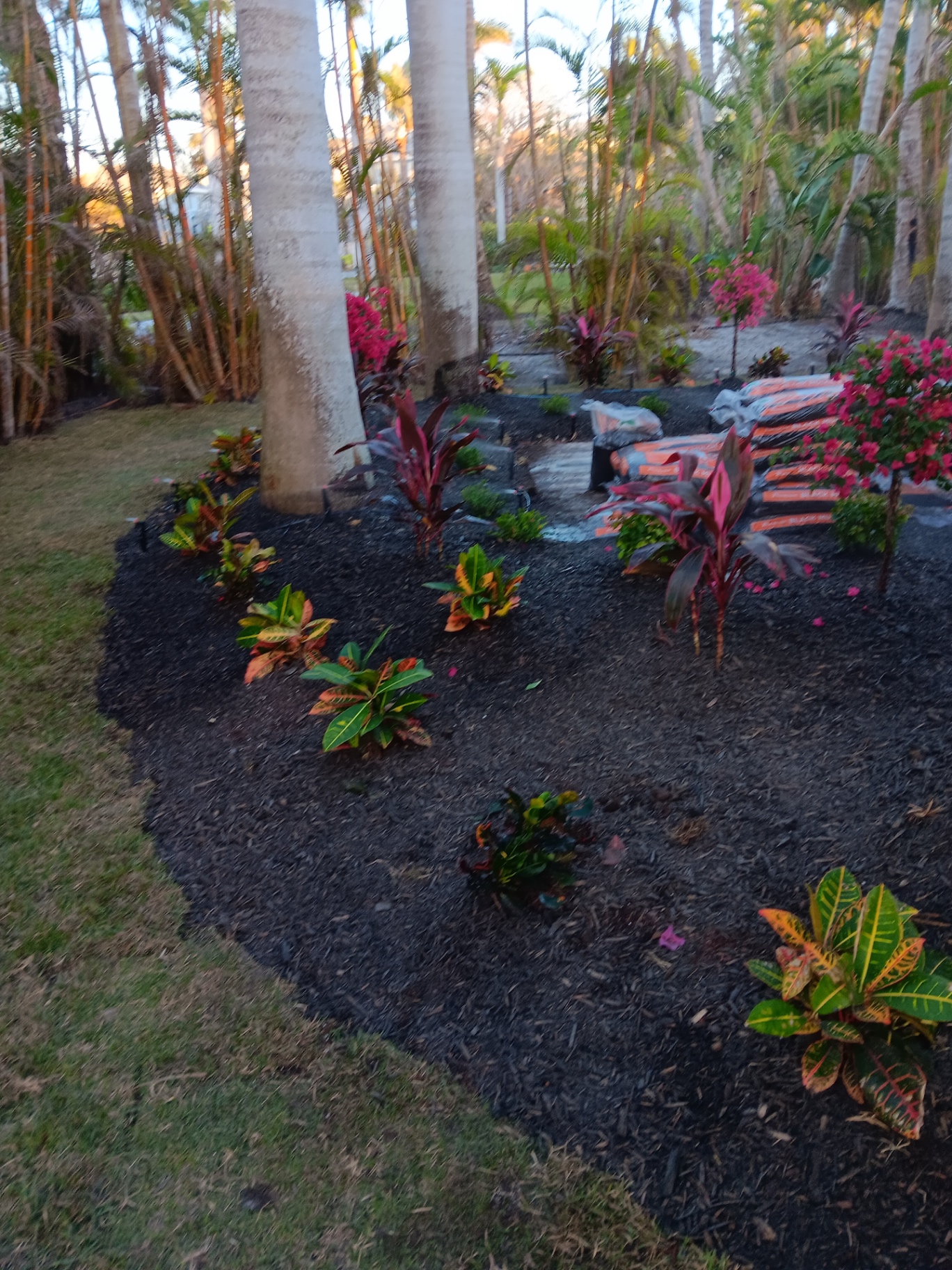 Landscaping in progress under royal palms with new plants and mulch delivery