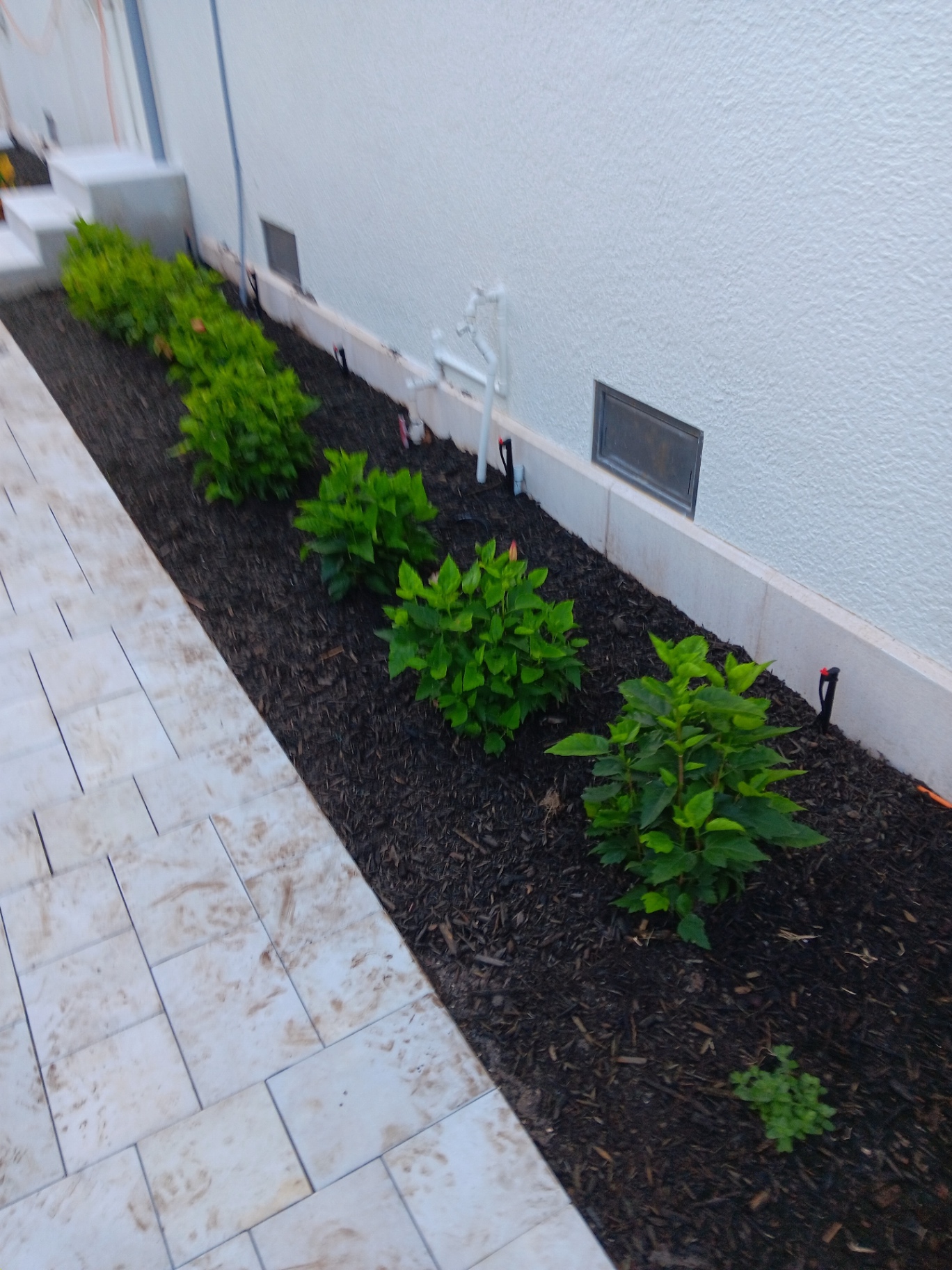 New shrub row planted in fresh black mulch beside a finished side walkway